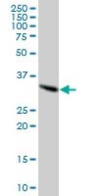 Western Blot: SFXN2 Antibody [H00118980-B01P] - Analysis of SFXN2 expression in human kidney.