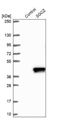 Western Blot SGCZ Antibody