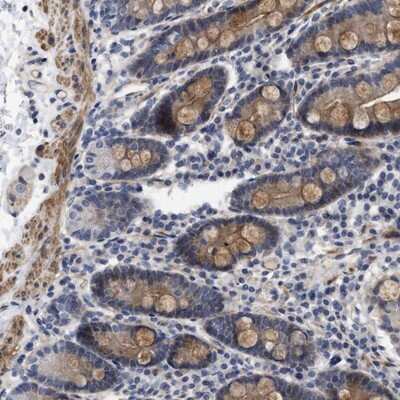 Immunohistochemistry-Paraffin: SGEF Antibody [NBP1-88006] - Staining of human duodenum shows moderate cytoplasmic positivity in glandular cells as well as in the muscular layers.