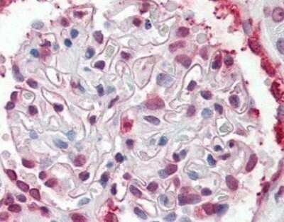 Immunohistochemistry-Paraffin: SGK2 Antibody [NLS7218] - Analysis of anti-SGK2 antibody with kidney glomerulus.