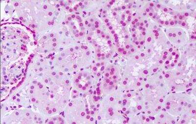 Immunohistochemistry-Paraffin: SGK2 Antibody [NLS7218] - Analysis of anti-SGK2 antibody with human kidney at dilution 1 ug/ml.