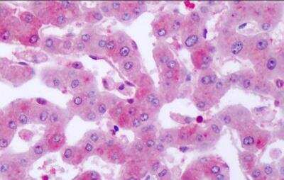 Immunohistochemistry-Paraffin: SGK2 Antibody [NLS7218] - Analysis of anti-SGK2 antibody with human liver  at dilution 1 ug/ml.