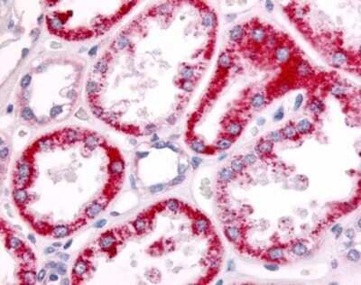 Immunohistochemistry-Paraffin: SGK2 Antibody [NLS7221] - Analysis of anti-SGK2 antibody with human kidney, tubules at dilution 7 ug/ml.