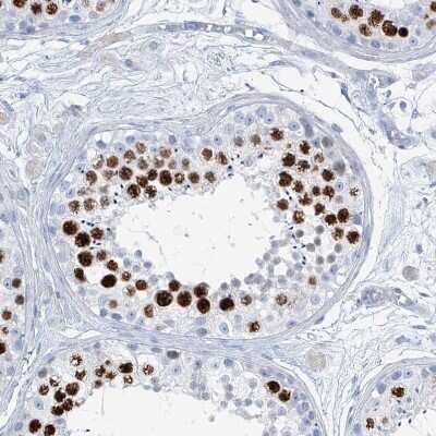 Immunohistochemistry-Paraffin: SGOL2 Antibody [NBP1-83567] - Staining of human testis shows strong nuclear positivity in cells in seminiferous ducts.