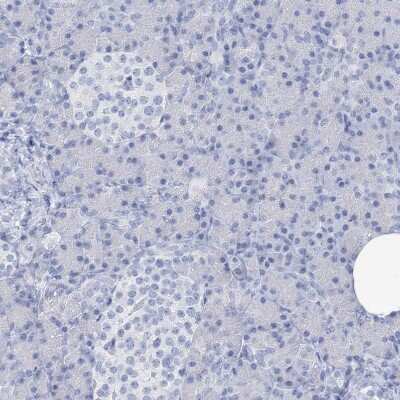 Immunohistochemistry-Paraffin: SGOL2 Antibody [NBP1-83567] - Staining of human pancreas shows no positivity in exocrine glandular cells as expected.