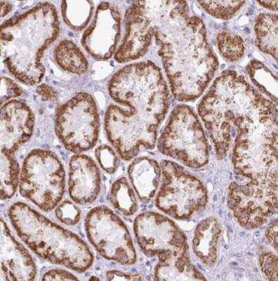 Immunohistochemistry-Paraffin: SGPP1 Antibody [NBP2-13303] - Staining of human kidney shows strong granular cytoplasmic positivity in cells in tubules.