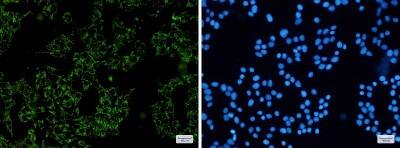 Immunocytochemistry/ Immunofluorescence SGSM1 Antibody (S07-5H6)