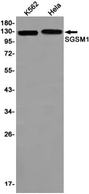 Western Blot SGSM1 Antibody (S07-5H6)