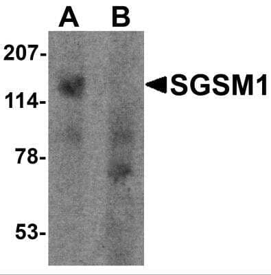 Western Blot SGSM1 Antibody - BSA Free