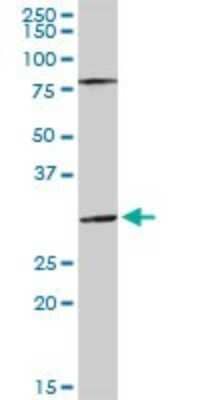 Western Blot: SGTA Antibody [H00006449-D01P] - Analysis of SGTA expression in human liver.