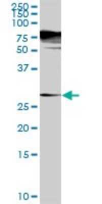 Western Blot: SGTA Antibody [H00006449-D01P] - Analysis of SGTA expression in mouse kidney.