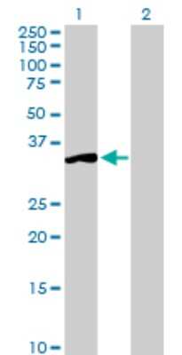 Western Blot: SGTA Antibody [H00006449-D01P] - Analysis of SGTA expression in transfected 293T cell line by SGTA rabbit polyclonal antibody.Lane 1: SGTA transfected lysate(34.10 KDa).Lane 2: Non-transfected lysate.