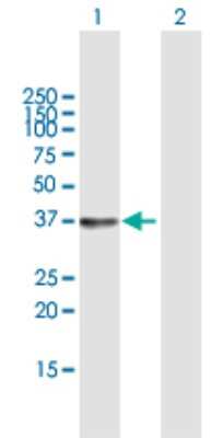 Western Blot: SGTB Antibody [H00054557-B01P] - Analysis of SGTB expression in transfected 293T cell line by SGTB polyclonal antibody.  Lane 1: SGTB transfected lysate(33.44 KDa). Lane 2: Non-transfected lysate.