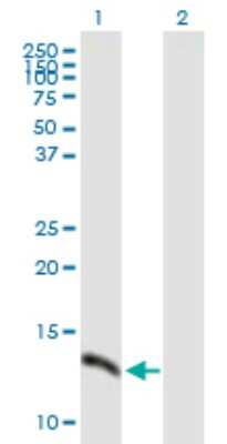 Western Blot: SH2D1A Antibody [H00004068-B01P] - Analysis of SH2D1A expression in transfected 293T cell line by SH2D1A polyclonal antibody.  Lane 1: SH2D1A transfected lysate(14.08 KDa). Lane 2: Non-transfected lysate.