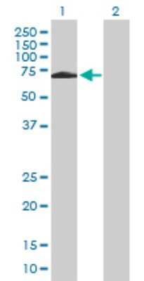 Western Blot: SH2D3A Antibody [H00010045-B01P] - Analysis of SH2D3A expression in transfected 293T cell line by SH2D3A polyclonal antibody.  Lane 1: SH2D3A transfected lysate(63.36 KDa). Lane 2: Non-transfected lysate.