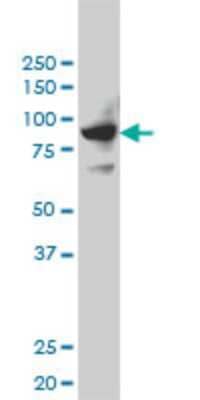 Western Blot SH2D3C Antibody (3B2)