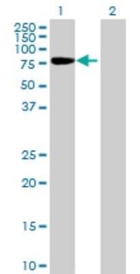 Western Blot: SH2D3C Antibody [H00010044-B01P] - Analysis of SH2D3C expression in transfected 293T cell line by SH2D3C polyclonal antibody.  Lane 1: SH2D3C transfected lysate(77.33 KDa). Lane 2: Non-transfected lysate.
