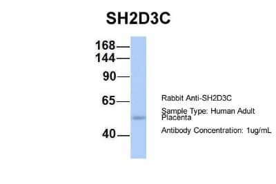 Western Blot: SH2D3C Antibody [NBP1-58841] - Human Adult Placenta, Antibody Dilution: 1.0 ug/ml.