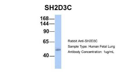 Western Blot: SH2D3C Antibody [NBP1-58841] - Human Fetal Lung, Antibody Dilution: 1.0 ug/ml.