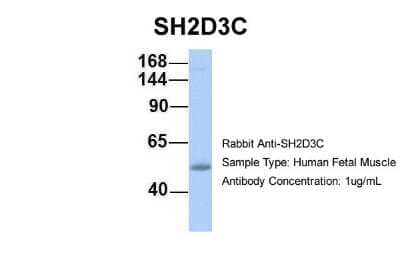 Western Blot: SH2D3C Antibody [NBP1-58841] - Human Fetal Muscle, Antibody Dilution: 1.0 ug/ml.