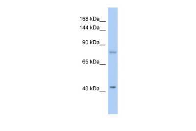 Western Blot: SH2D3C Antibody [NBP1-58841] - Reccomended Titration: 0.2 - 1 ug/ml ELISA Titer: 1:1562500 Positive Control: Jurkat cell lysate