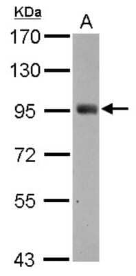 Western Blot SH2D3C Antibody