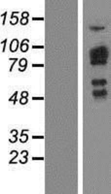 Western Blot: SH2D3C Overexpression Lysate (Adult Normal) [NBP2-05214] Left-Empty vector transfected control cell lysate (HEK293 cell lysate); Right -Over-expression Lysate for SH2D3C.