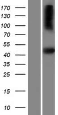 Western Blot: SH2D5 Overexpression Lysate (Adult Normal) [NBP2-08247] Left-Empty vector transfected control cell lysate (HEK293 cell lysate); Right -Over-expression Lysate for SH2D5.
