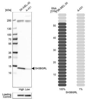 Western Blot SH3BGRL Antibody