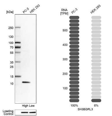 Western Blot SH3BGRL3 Antibody