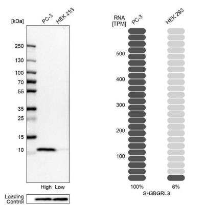 Western Blot: SH3BGRL3 Antibody [NBP2-56311] - Analysis in human cell lines PC-3 and HEK293. Corresponding RNA-seq data are presented for the same cell lines. Loading control: Anti-PPIB.