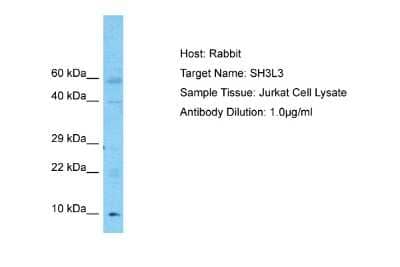 Western Blot: SH3BGRL3 Antibody [NBP2-85718] - Host: Rabbit. Target Name: SH3L3. Sample Type: Jurkat Whole Cell lysates. Antibody Dilution: 1.0ug/ml