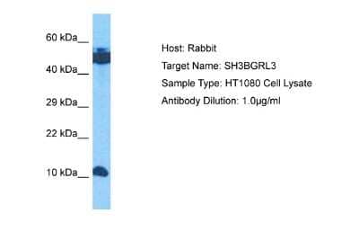 Western Blot: SH3BGRL3 Antibody [NBP2-85719] - Host: Rabbit. Target Name: SH3BGRL3. Sample Tissue: Human HT1080 Whole Cell lysates. Antibody Dilution: 1ug/ml