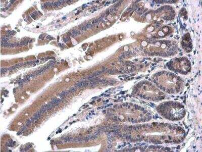 Immunohistochemistry-Paraffin: SH3BP1 Antibody [NBP2-20342] - Paraffin-embedded mouse duodenum.  SH3BP1 antibody  diluted at 1:500.