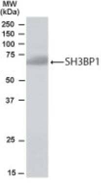 Western Blot: SH3BP1 Antibody [NB100-1398] - SH3BP1 in Human Brain lysate using NB100-1398 at 1 ug/ ml.