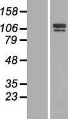 Western Blot: SH3BP4 Overexpression Lysate (Adult Normal) [NBL1-15928] Left-Empty vector transfected control cell lysate (HEK293 cell lysate); Right -Over-expression Lysate for SH3BP4.