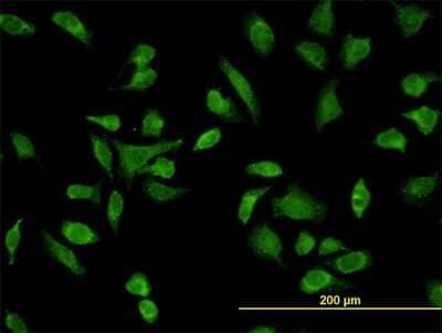 Immunocytochemistry/Immunofluorescence: SH3BP5 Antibody (2B3) [H00009467-M01] - Analysis of monoclonal antibody to SH3BP5 on HeLa cell. Antibody concentration 10 ug/ml.