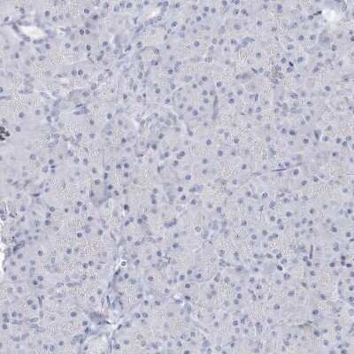 Immunohistochemistry-Paraffin: SH3BP5 Antibody [NBP1-80796] - Staining of human Pancreas shows very weak granular cytoplasmic positivity in exocrine glandular cells.