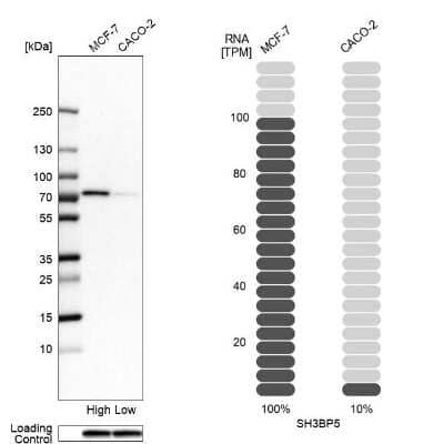 Western Blot: SH3BP5 Antibody [NBP1-80796] - Analysis in human cell lines MCF-7 and Caco-2 using anti-SH3BP5 antibody. Corresponding SH3BP5 RNA-seq data are presented for the same cell lines. Loading control: anti-GAPDH.