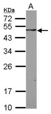 Western Blot: SH3BP5 Antibody [NBP2-20343] - Sample (30 ug of whole cell lysate) A: THP-1 12% SDS PAGE gel, diluted at 1:1000.