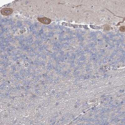 Immunohistochemistry-Paraffin: SH3BP5L Antibody [NBP2-38385] - Staining of human cerebellum shows moderate cytoplasmic positivity in Purkinje cells.