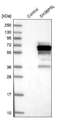 Western Blot: SH3BP5L Antibody [NBP1-81381] - Analysis in control (vector only transfected HEK293T lysate) and SH3BP5L over-expression lysate (Co-expressed with a C-terminal myc-DDK tag (3.1 kDa) in mammalian HEK293T cells).