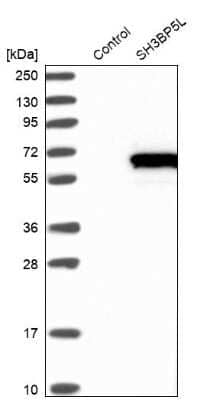 Western Blot: SH3BP5L Antibody [NBP2-38385] - Analysis in control (vector only transfected HEK293T lysate) and SH3BP5L over-expression lysate (Co-expressed with a C-terminal myc-DDK tag (3.1 kDa) in mammalian HEK293T cells).