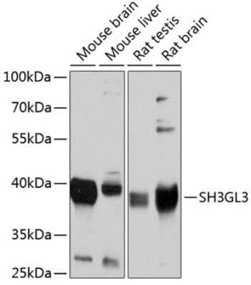 Western Blot: SH3GL3 Antibody [NBP2-94877] - Analysis of extracts of various cell lines, using SH3GL3 at 1:1000 dilution. Secondary antibody: HRP Goat Anti-Rabbit IgG (H+L) at 1:10000 dilution. Lysates/proteins: 25ug per lane. Blocking buffer: 3% nonfat dry milk in TBST. Detection: ECL Basic Kit . Exposure time: 1s.