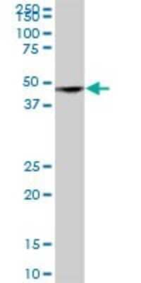 Western Blot: SH3GLB2 Antibody [H00056904-B01P] - Analysis of SH3GLB2 expression in human liver.