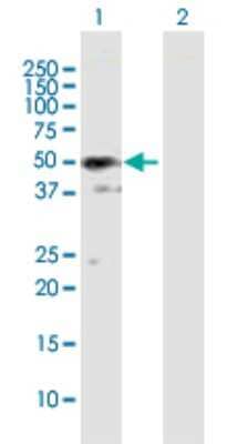 Western Blot: SH3GLB2 Antibody [H00056904-B01P] - Analysis of SH3GLB2 expression in transfected 293T cell line by SH3GLB2 polyclonal antibody.  Lane 1: SH3GLB2 transfected lysate(43.45 KDa). Lane 2: Non-transfected lysate.