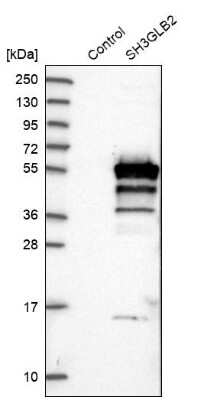 Western Blot: SH3GLB2 Antibody [NBP1-81368] - Analysis in control (vector only transfected HEK293T lysate) and SH3GLB2 over-expression lysate (Co-expressed with a C-terminal myc-DDK tag (3.1 kDa) in mammalian HEK293T cells).