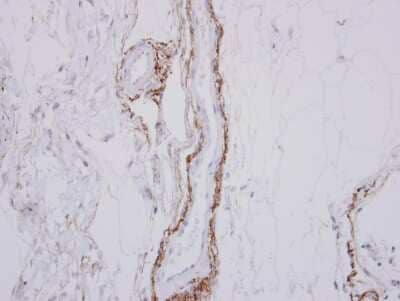 Immunohistochemistry-Paraffin: SH3MD2 Antibody [NBP2-20347] - Immunohistochemical analysis of paraffin-embedded Normal Colon, using antibody at 1:250 dilution.