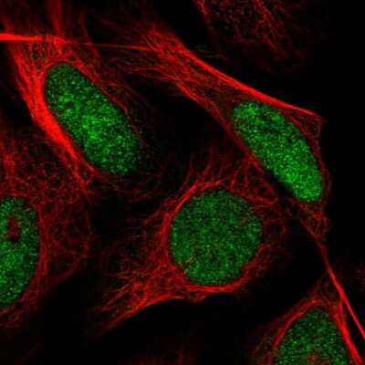 Immunocytochemistry/Immunofluorescence: SH3MD4 Antibody [NBP2-31028] - Immunofluorescent staining of human cell line U-2 OS shows localization to nucleoplasm.