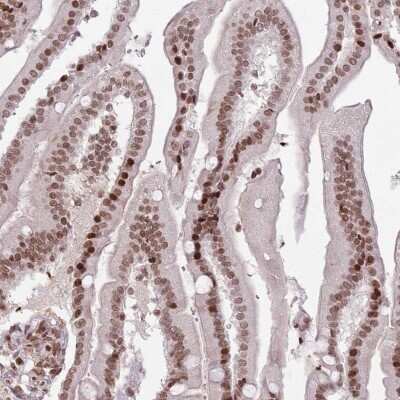 Immunohistochemistry-Paraffin: SH3MD4 Antibody [NBP2-31005] - Staining of human duodenum shows strong nuclear positivity in glandular cells.